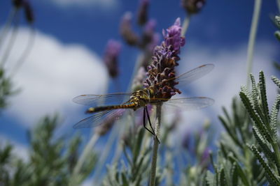 Close-up of insect on flower against sky