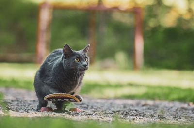 Black cat looking away