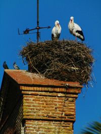 Low angle view of birds perching on roof against sky