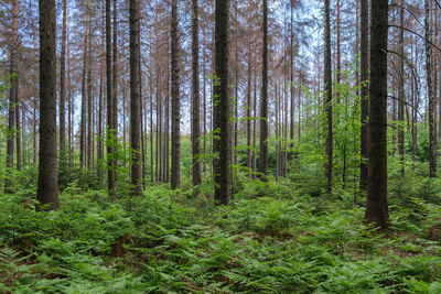 Pine trees in forest