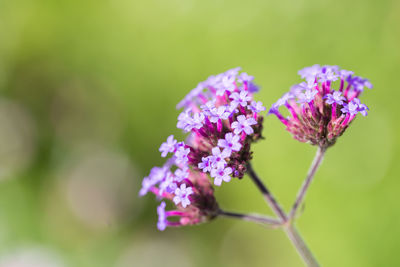 Close-up of purple flowering plant