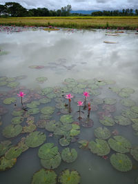 Water lily in lake