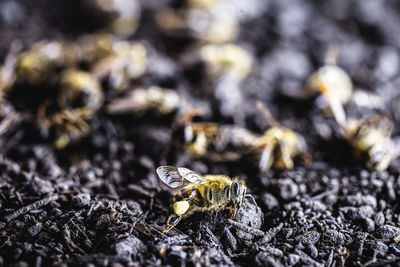 Close-up of insect on rock