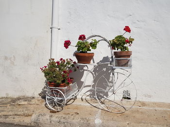 Flower plants against wall