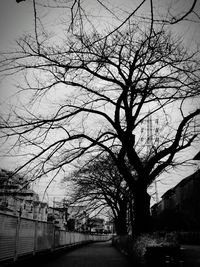 Bare trees along road