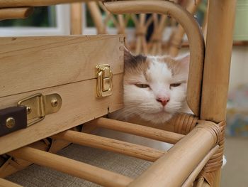 Cat sitting on chair