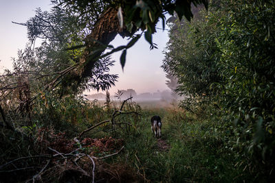 Trees and plants growing in forest