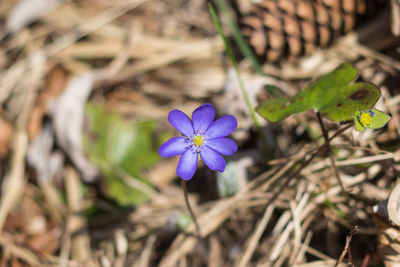 Close-up of purple flowers blooming outdoors