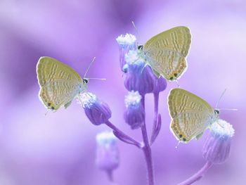 Close-up of butterfly on purple flower