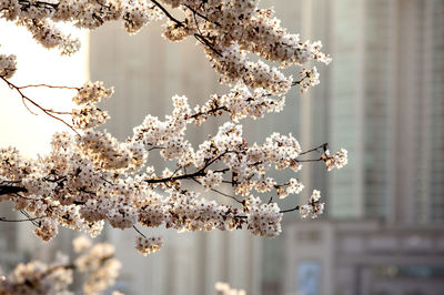 Close-up of apple blossoms in spring