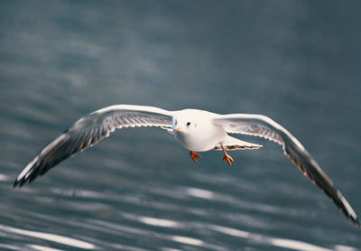 Seagull flying over sea