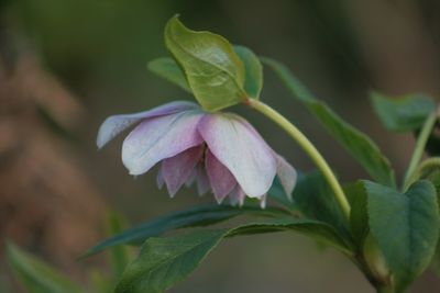 Close-up of flower blooming outdoors