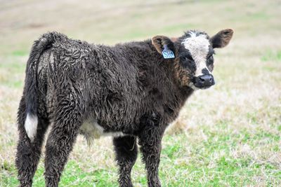 Portrait of sheep in a field