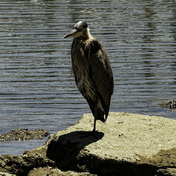 High angle view of gray heron perching on lakeshore