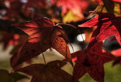 Close-up of fallen maple leaves