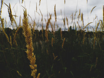 Close-up of wheat field against sky