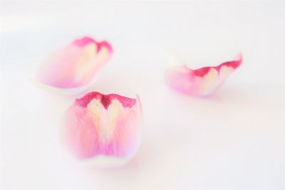 Close-up of pink flower over white background