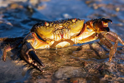 Close-up of crab in sea