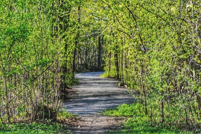 Footpath amidst trees in forest