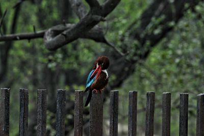 Bird perching on a fence