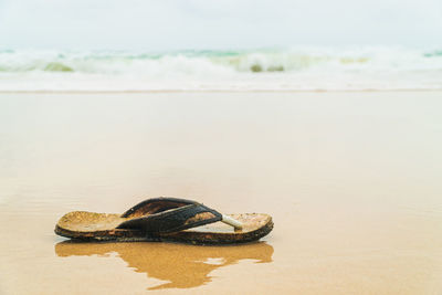 Close-up of turtle at beach