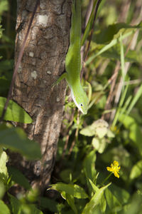 Close-up of a lizard