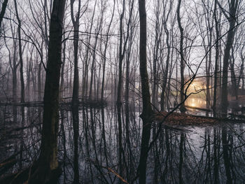 Bare trees by lake in forest against sky