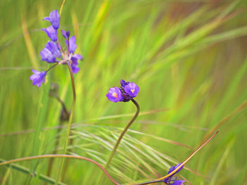 Close-up of purple flowering plant