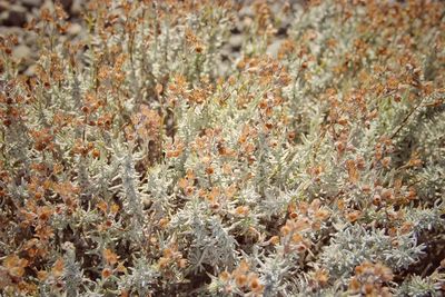 Full frame shot of plants growing on field