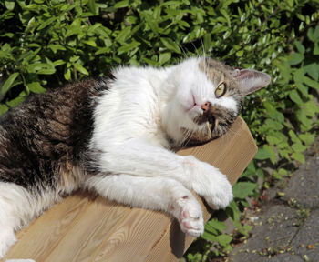 Close-up of a cat resting