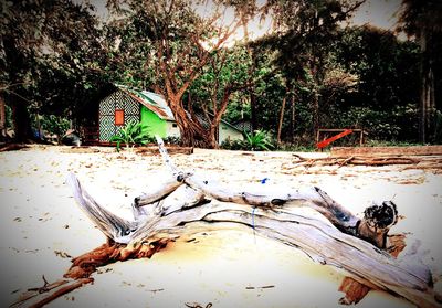 Close-up of fallen tree