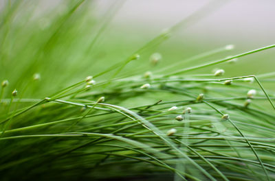 Close-up of grass