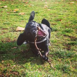 High angle view of dog on grass