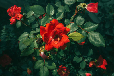Close-up of red rose on plant