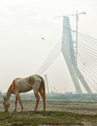 Horse standing in a bridge
