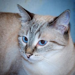 Close-up portrait of cat