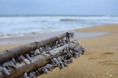 Close-up of sand on beach against sky