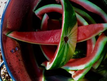 Close-up of wet red flowering plant