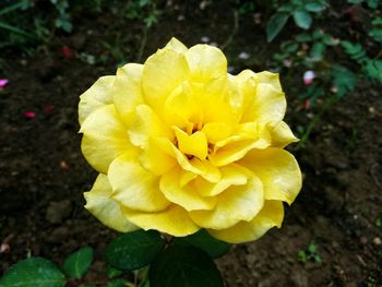 Close-up of yellow flower blooming outdoors