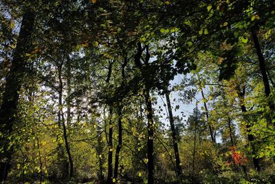 Low angle view of trees in forest