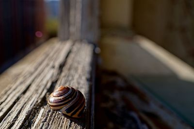 Close-up of snail on wood in abandoned building