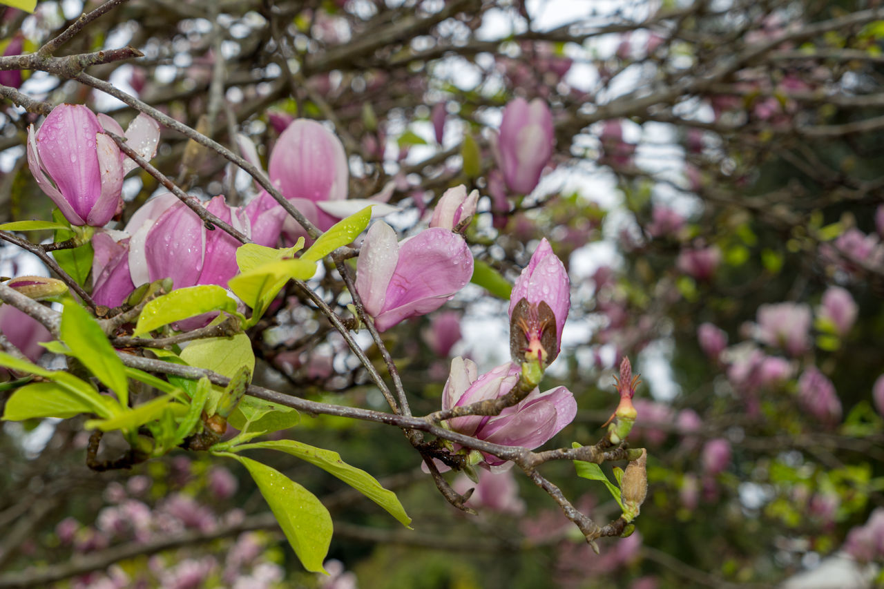 CLOSE-UP OF CHERRY BLOSSOM