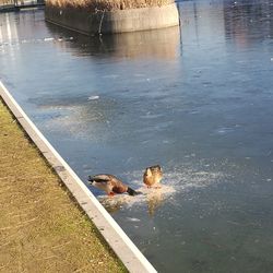 High angle view of dog swimming in river