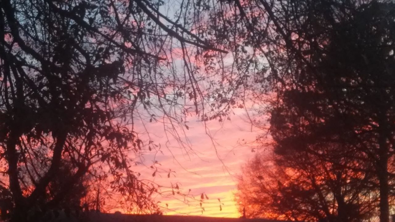 LOW ANGLE VIEW OF SILHOUETTE TREES AGAINST ORANGE SKY