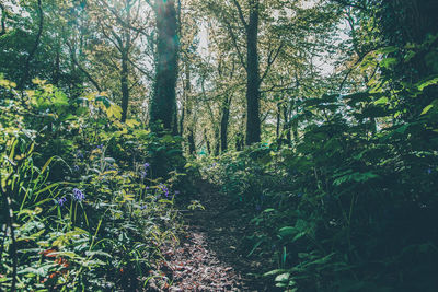 Trees growing in forest