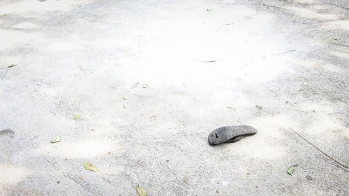 High angle view of bird on sand