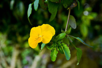 Close-up of yellow flower blooming outdoors