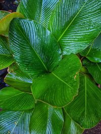 Close-up of leaves