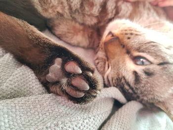 Close-up of a dog on bed