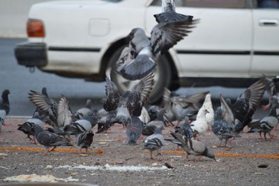 Pigeons on a street